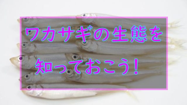 ワカサギの生態を知っておこう なにを食べてるの 大きさは ワカサギ釣りhack